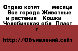 Отдаю котят. 1,5 месяца - Все города Животные и растения » Кошки   . Челябинская обл.,Пласт г.